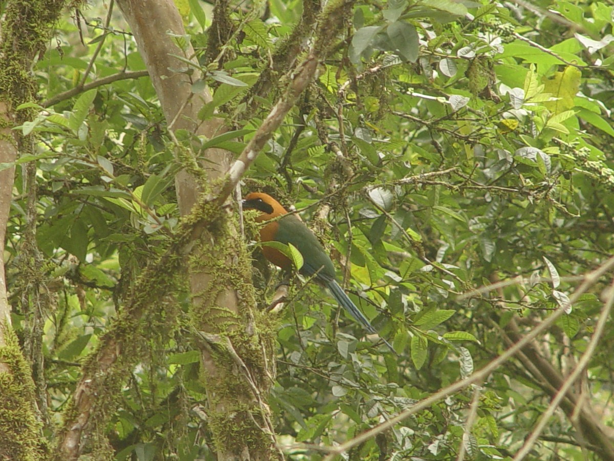 Rufous Motmot - ML613862488