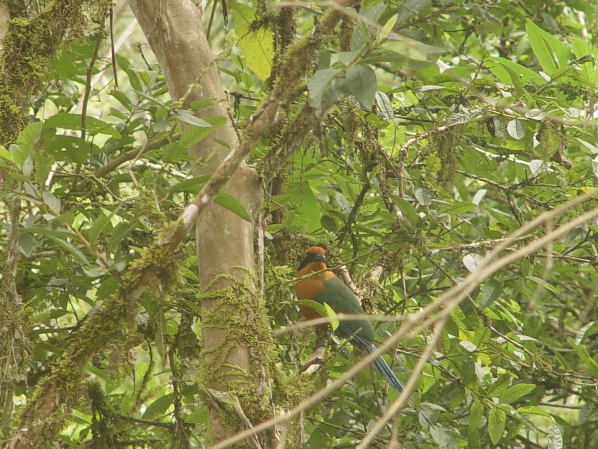 Rufous Motmot - Frank Dietze