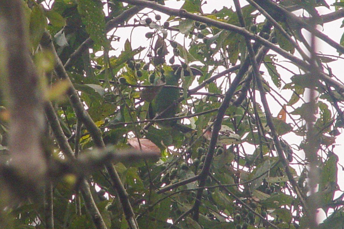 Toucanet à croupion rouge - ML613862494