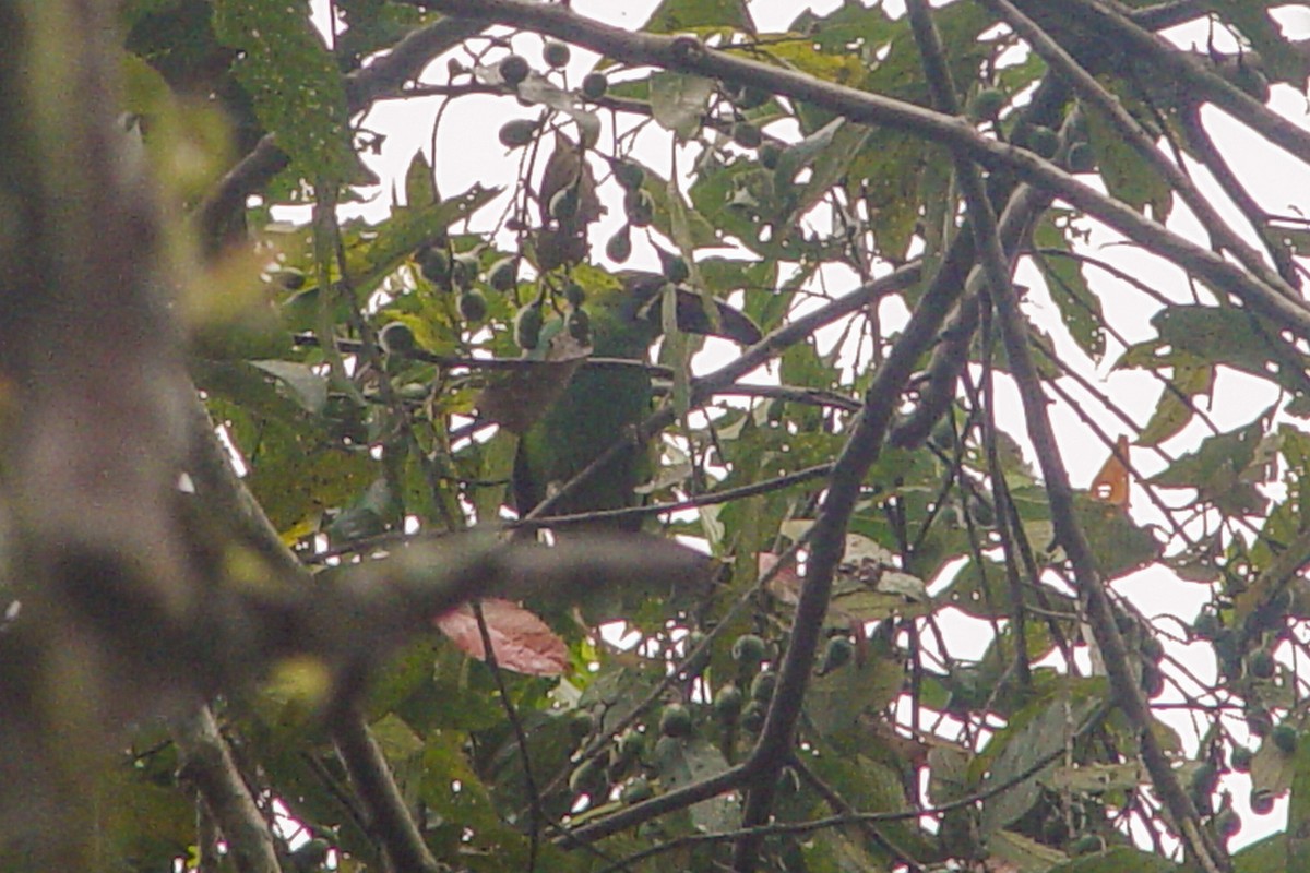 Crimson-rumped Toucanet - ML613862495