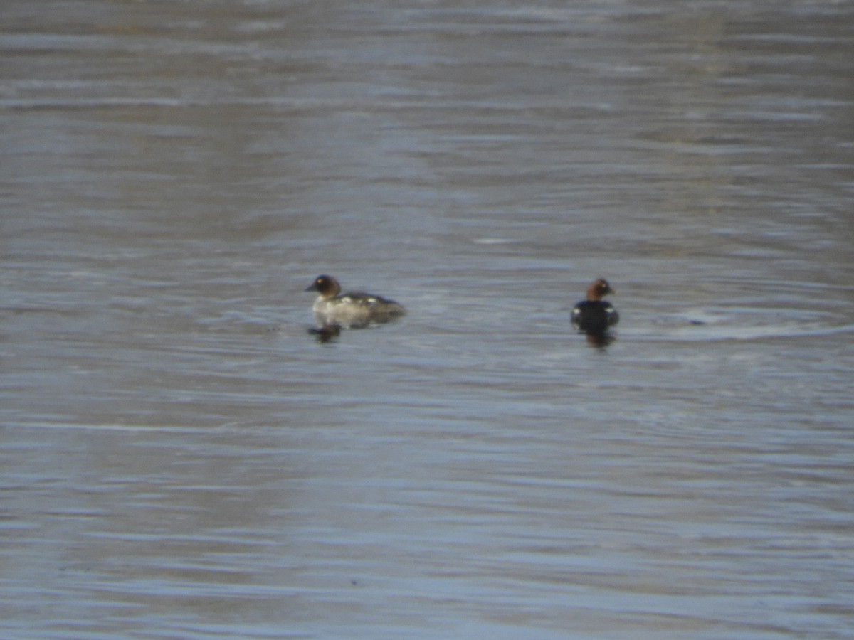 Murgilari urrebegia - ML613862534