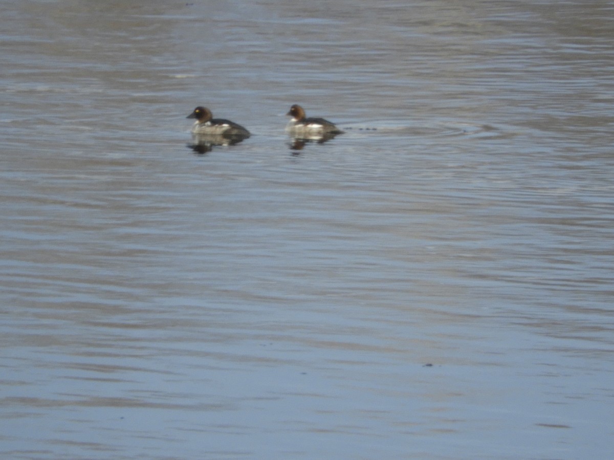 Murgilari urrebegia - ML613862536