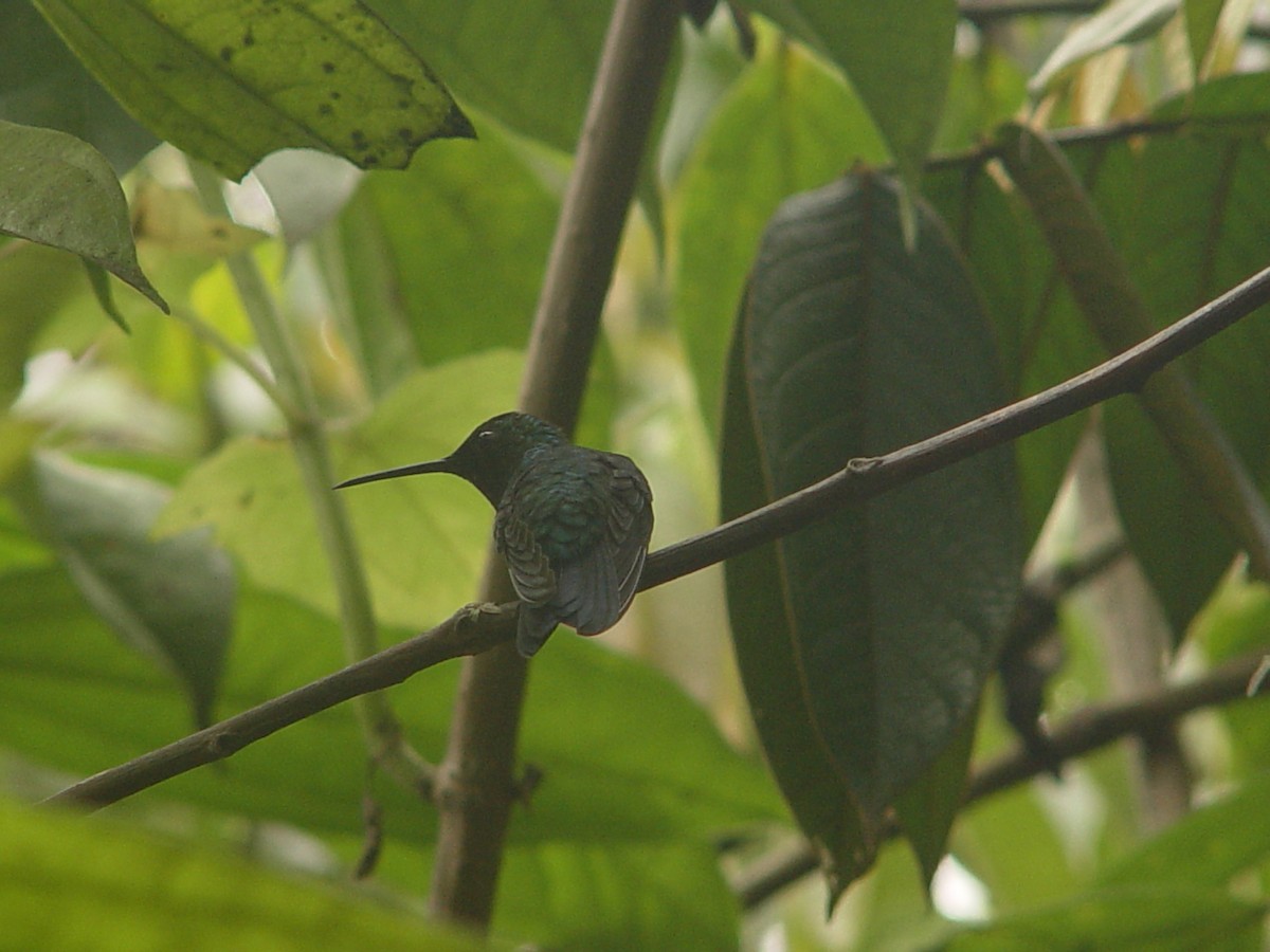 Western Emerald - ML613862545