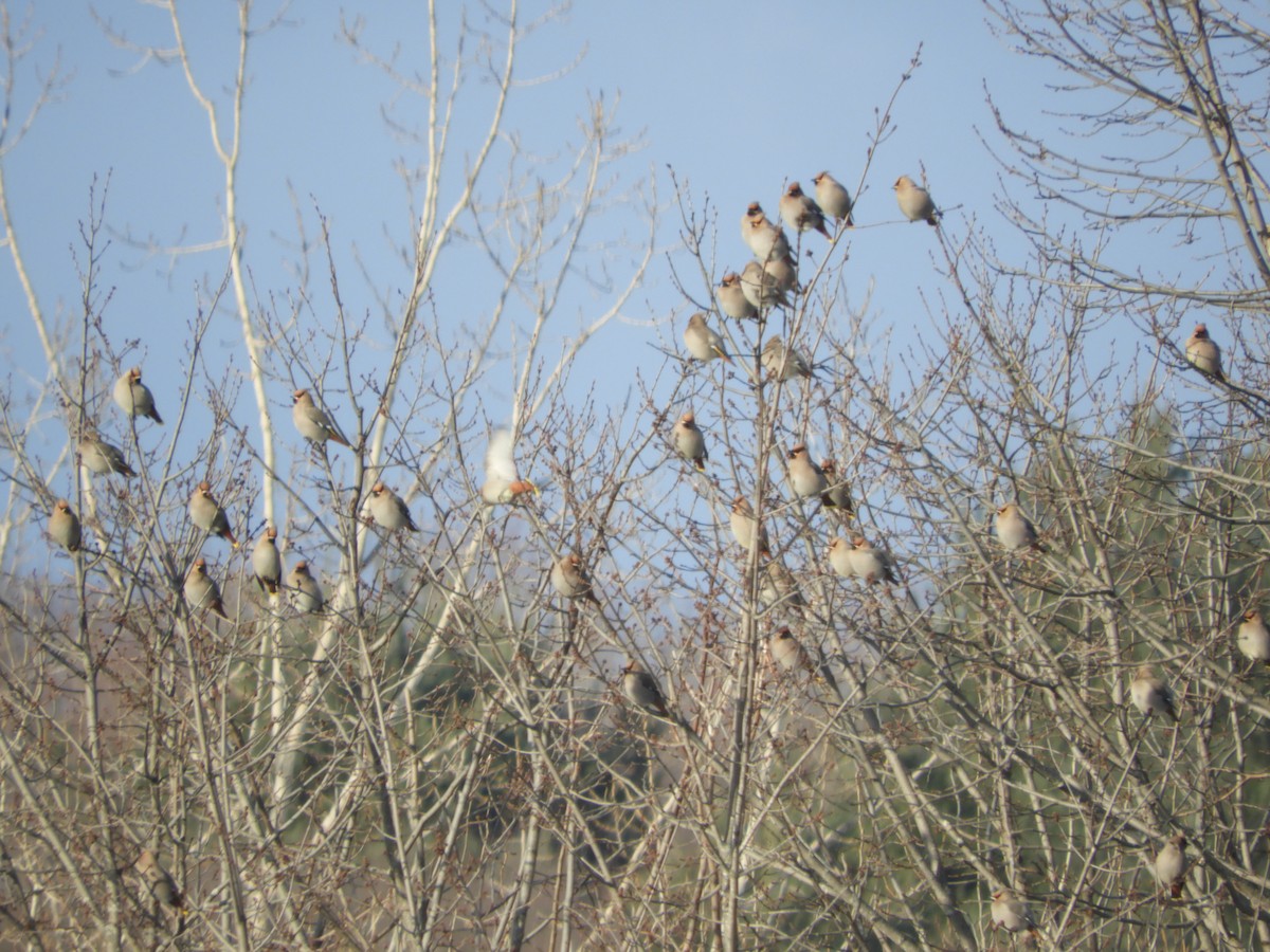 Buztanori boreala - ML613862570