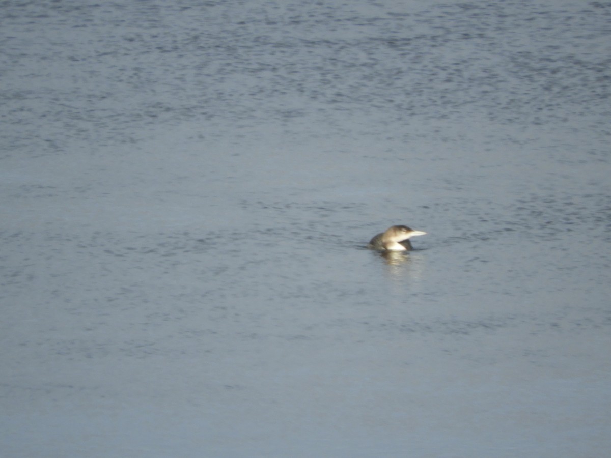 Aliota handia - ML613862593