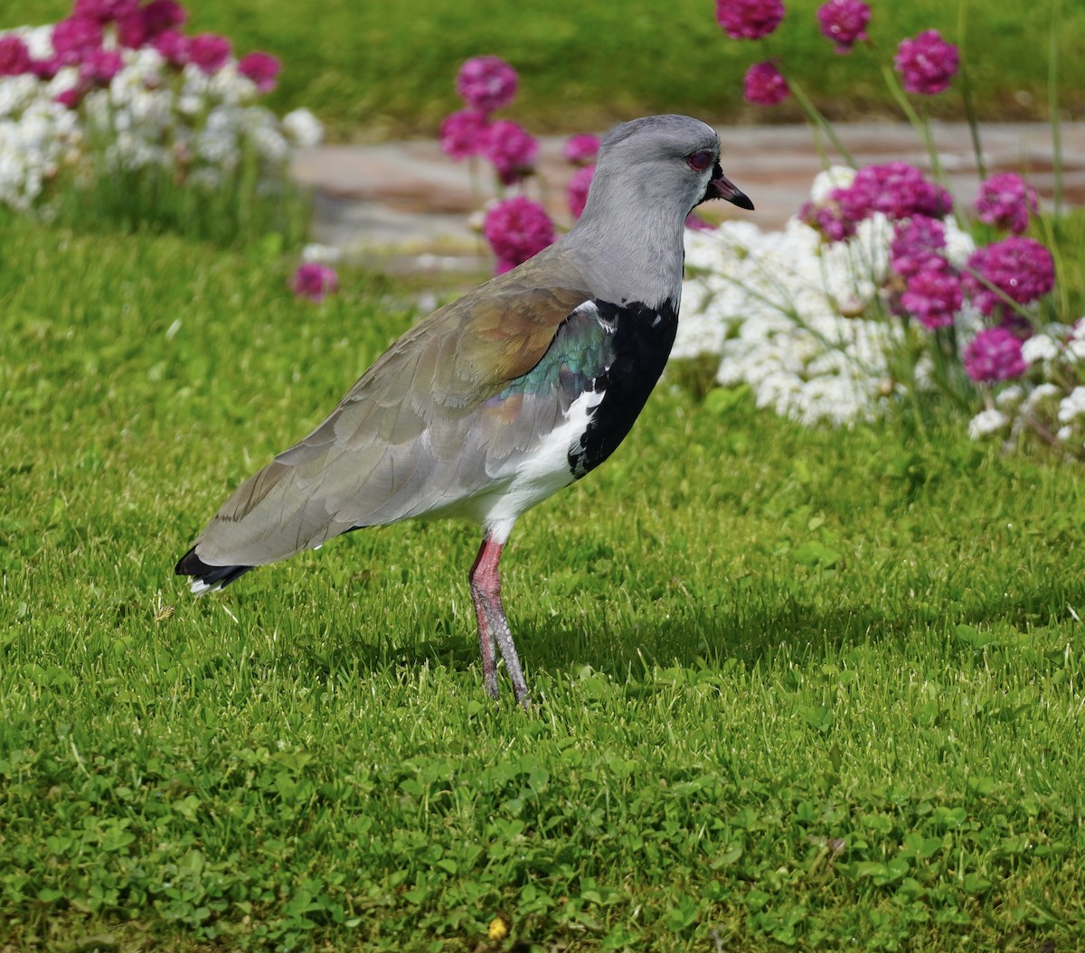 Southern Lapwing - ML613862598