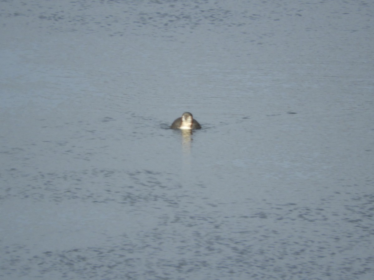 Aliota handia - ML613862605