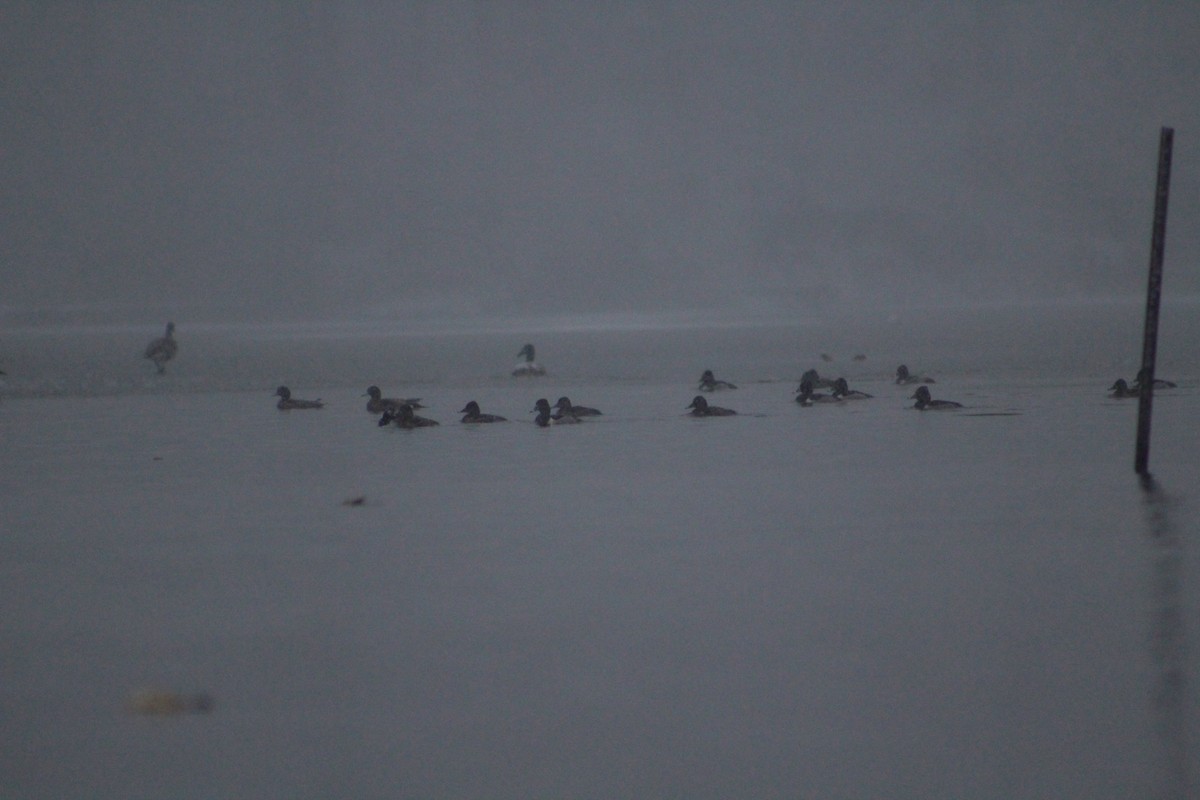 Ring-necked Duck - ML613862612