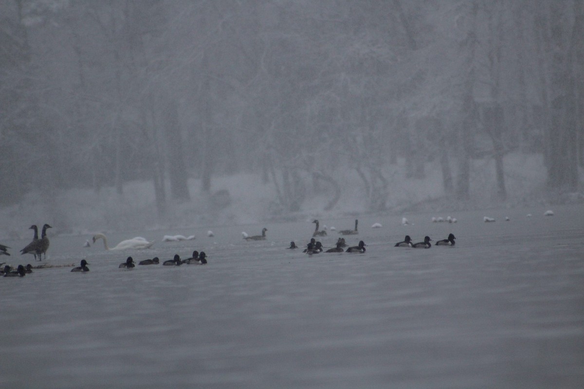 Ring-necked Duck - ML613862613