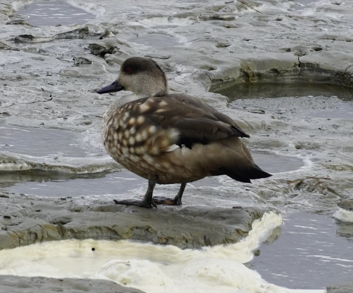 Crested Duck - Brian Rapoza