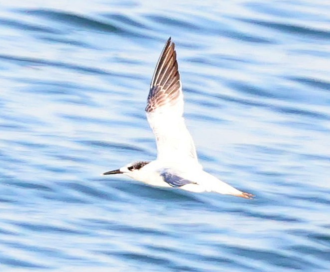 Sandwich Tern - ML613862700