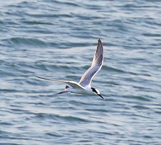 Sandwich Tern - ML613862701