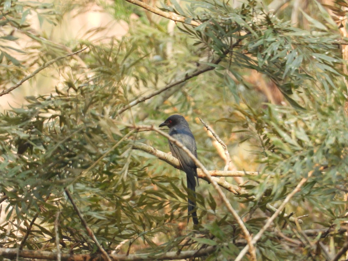 drongo sp. - ML613862719