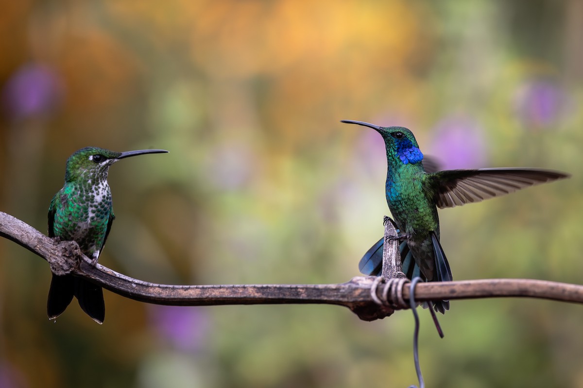 Green-crowned Brilliant - Doris Gertler