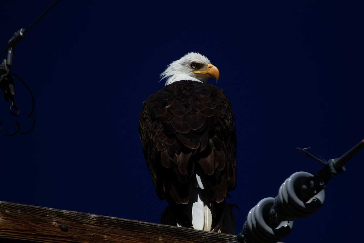 Bald Eagle - ML613862733