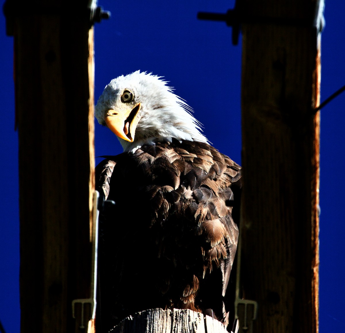 Weißkopf-Seeadler - ML613862734