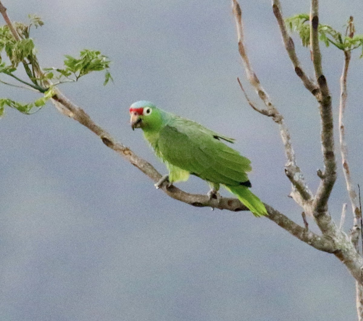 Red-lored Parrot - ML613862743