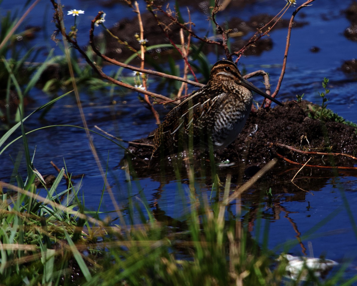 Wilson's Snipe - ML613862745