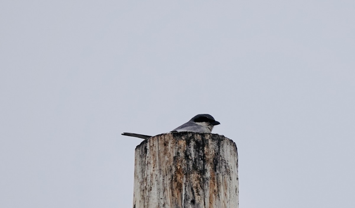Loggerhead Shrike - ML613862761