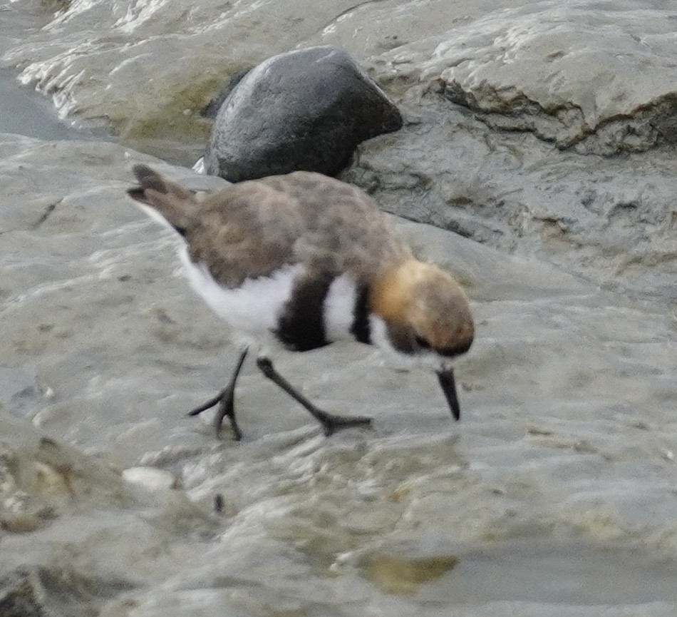 Two-banded Plover - Brian Rapoza