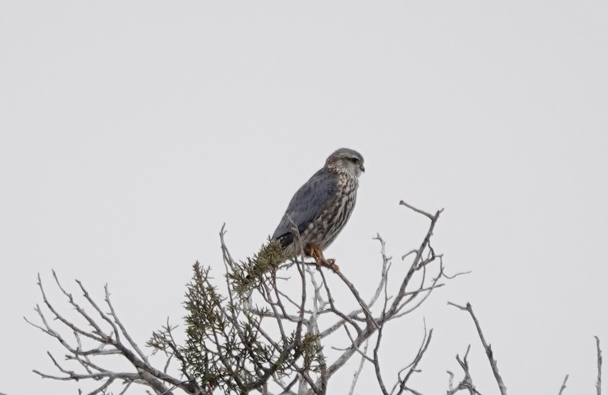 灰背隼(richardsonii) - ML613862782