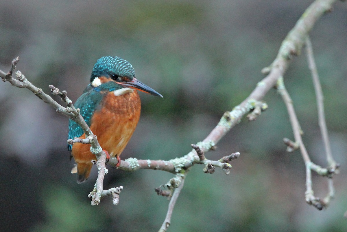 Martin-pêcheur d'Europe - ML613862833