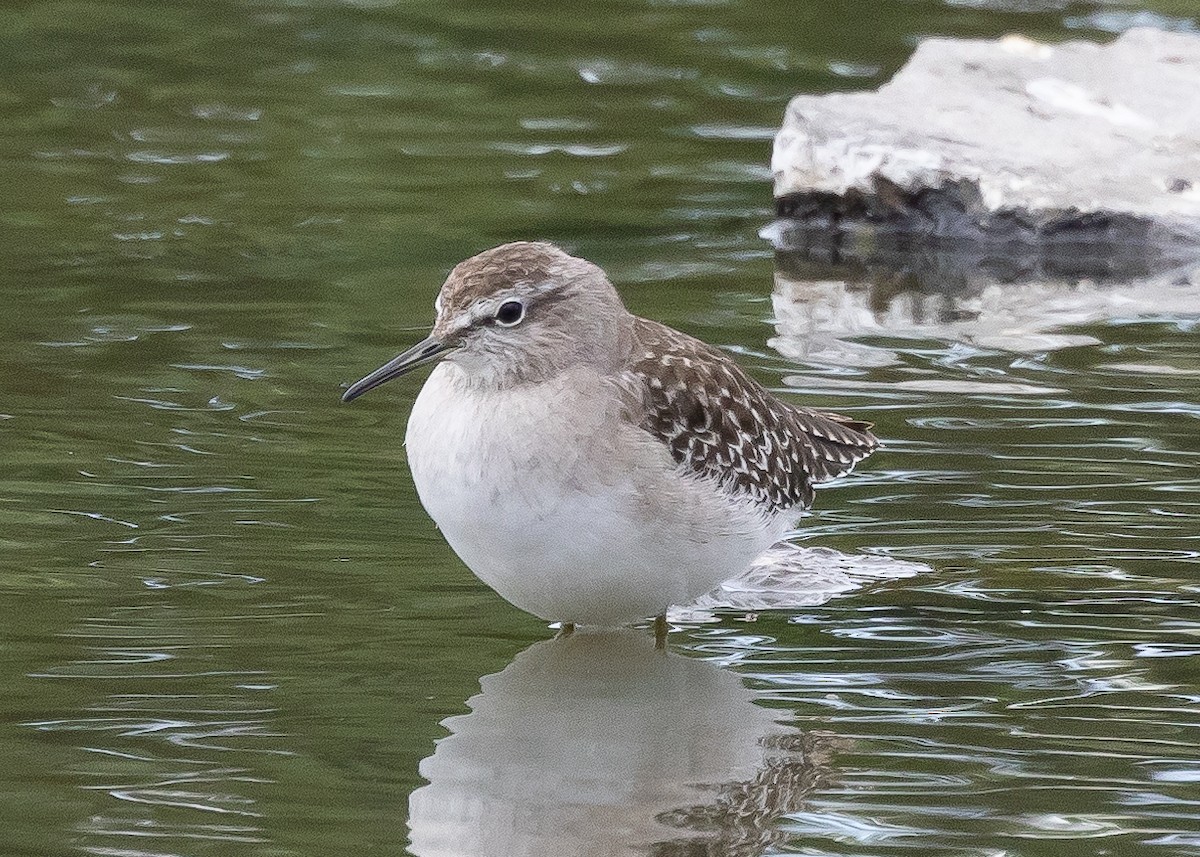 Wood Sandpiper - Ian Burgess