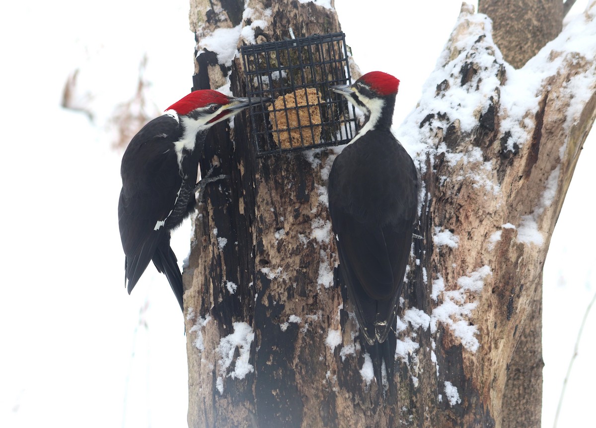 Pileated Woodpecker - ML613862934