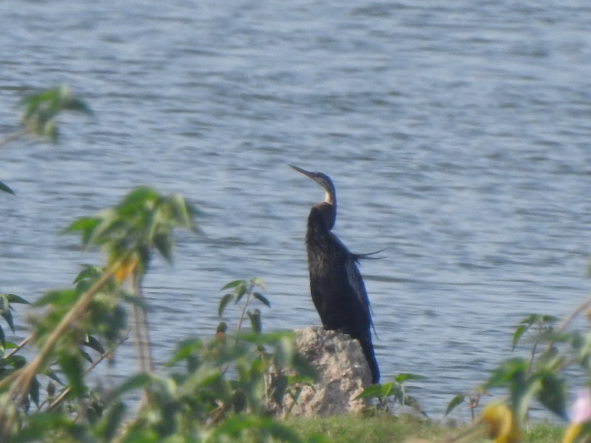 Oriental Darter - ML613862951