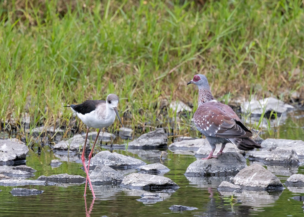 Black-winged Stilt - ML613863015