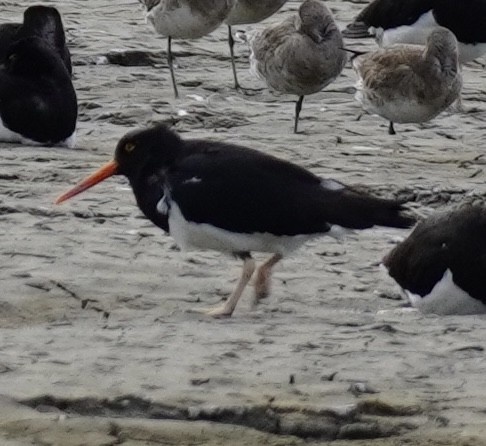 Magellanic Oystercatcher - ML613863079