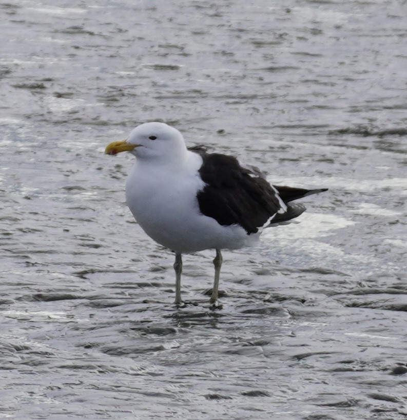 Kelp Gull - Brian Rapoza