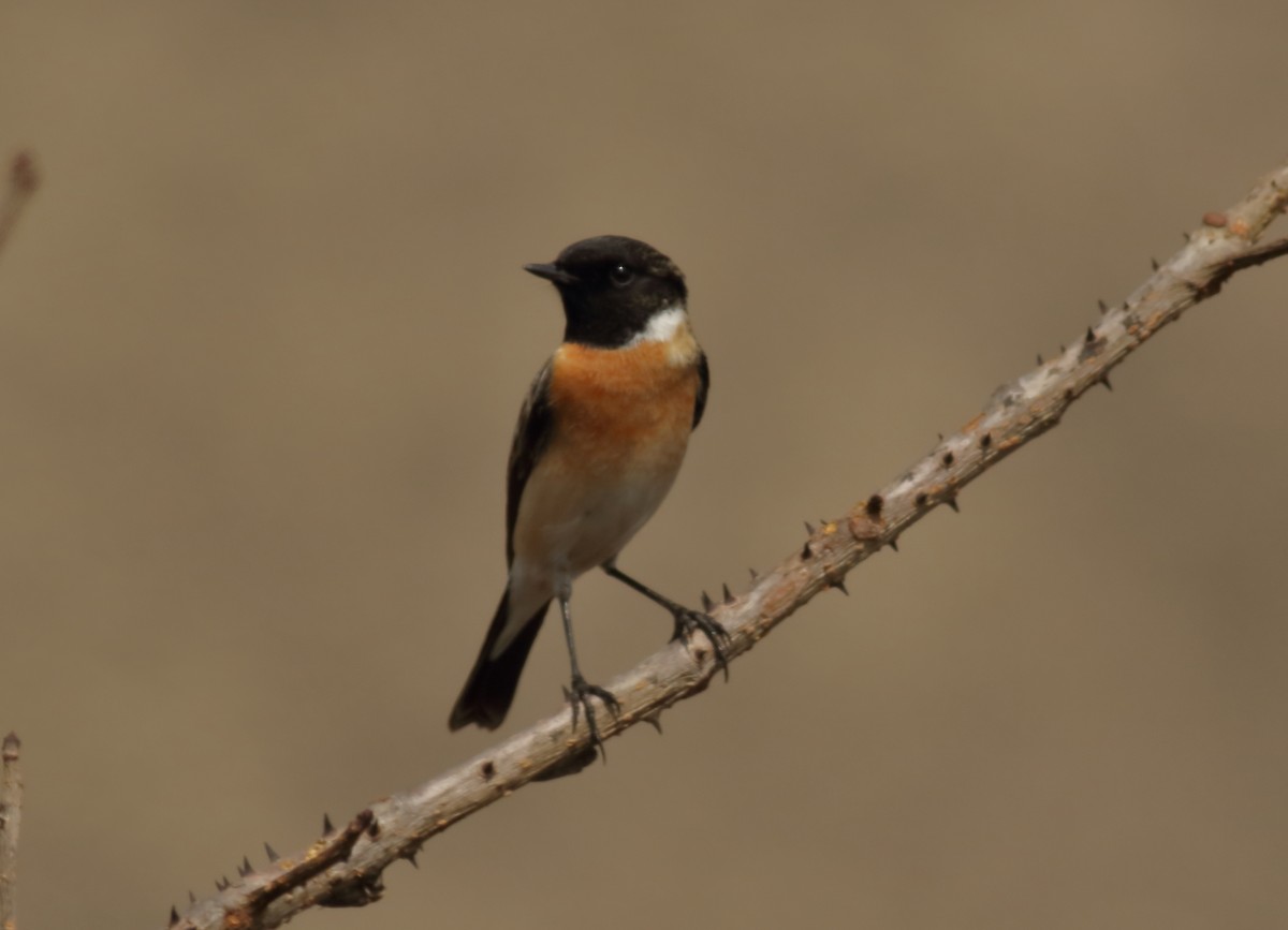 Siberian Stonechat - ML613863113