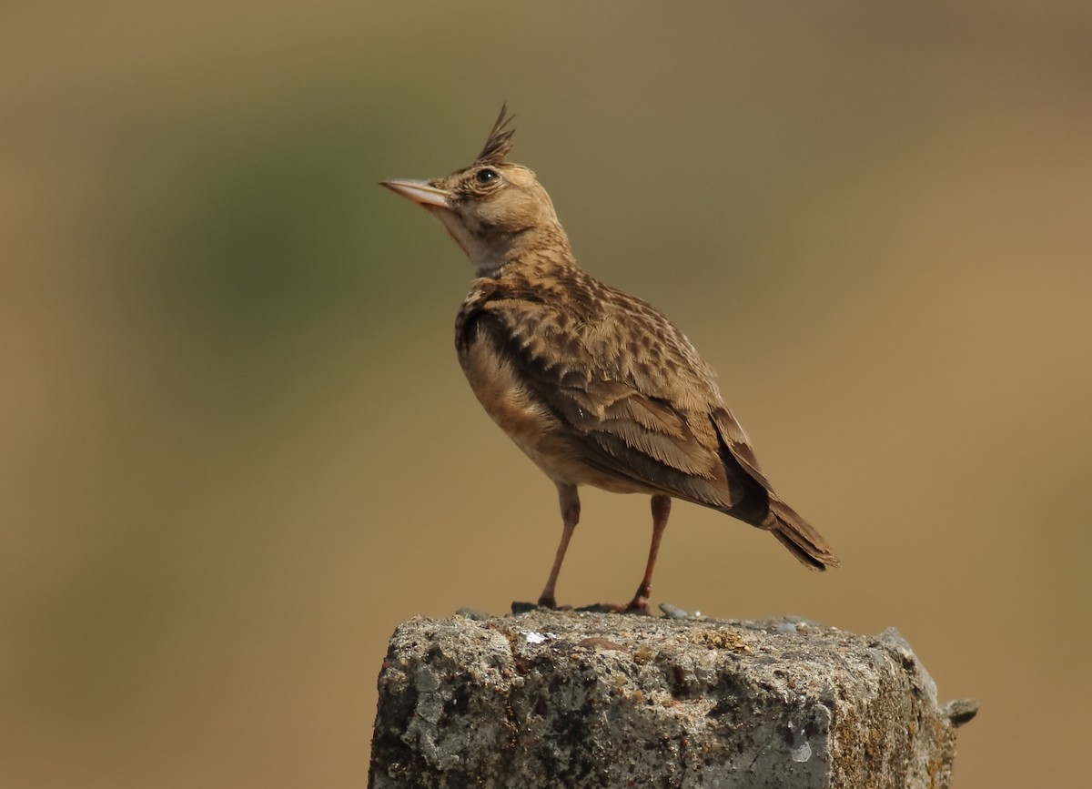 Cochevis de Malabar - ML613863117