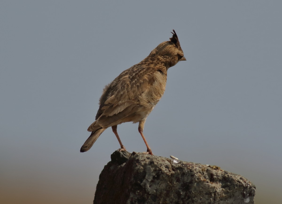 Cochevis de Malabar - ML613863121