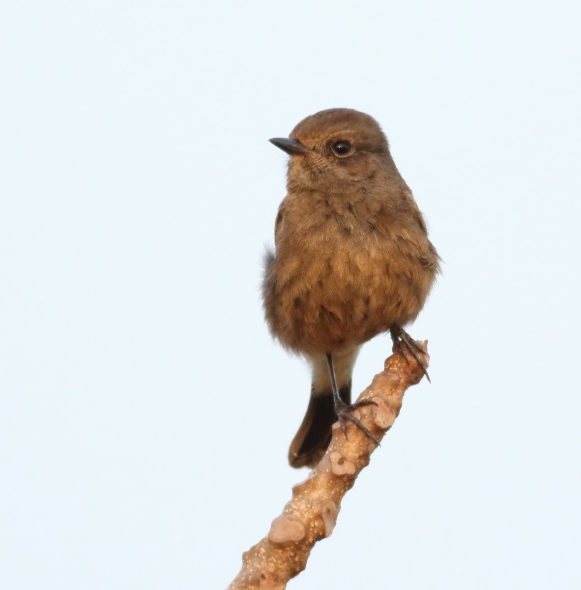 Pied Bushchat - Savio Fonseca (www.avocet-peregrine.com)