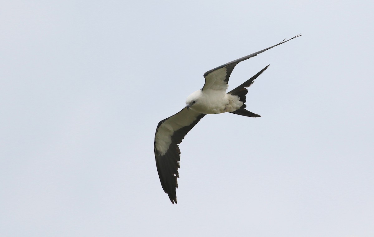 Swallow-tailed Kite - ML613863127