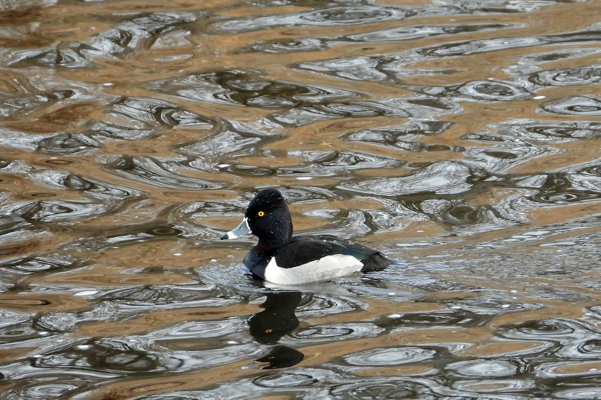 Ring-necked Duck - Jack Robinson