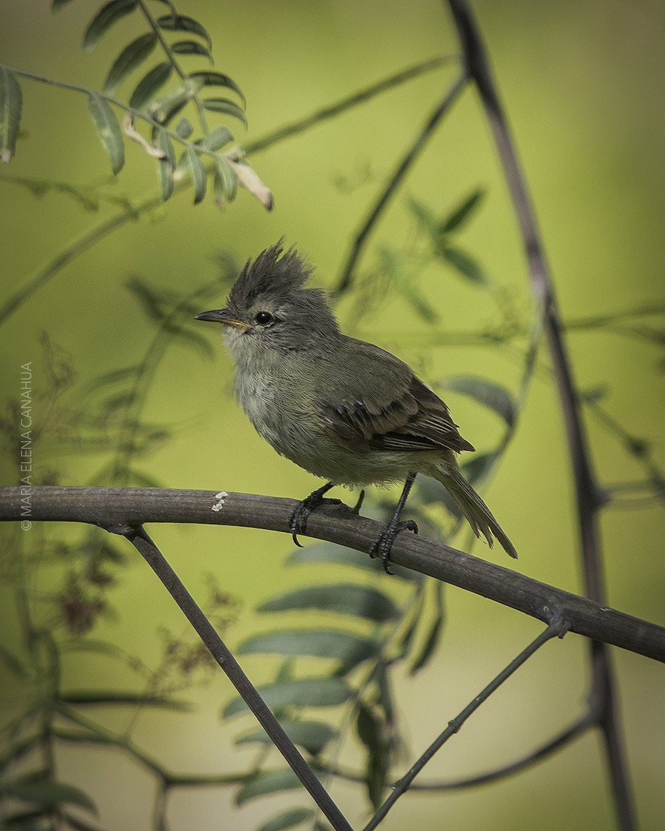 Southern Beardless-Tyrannulet - ML613863178