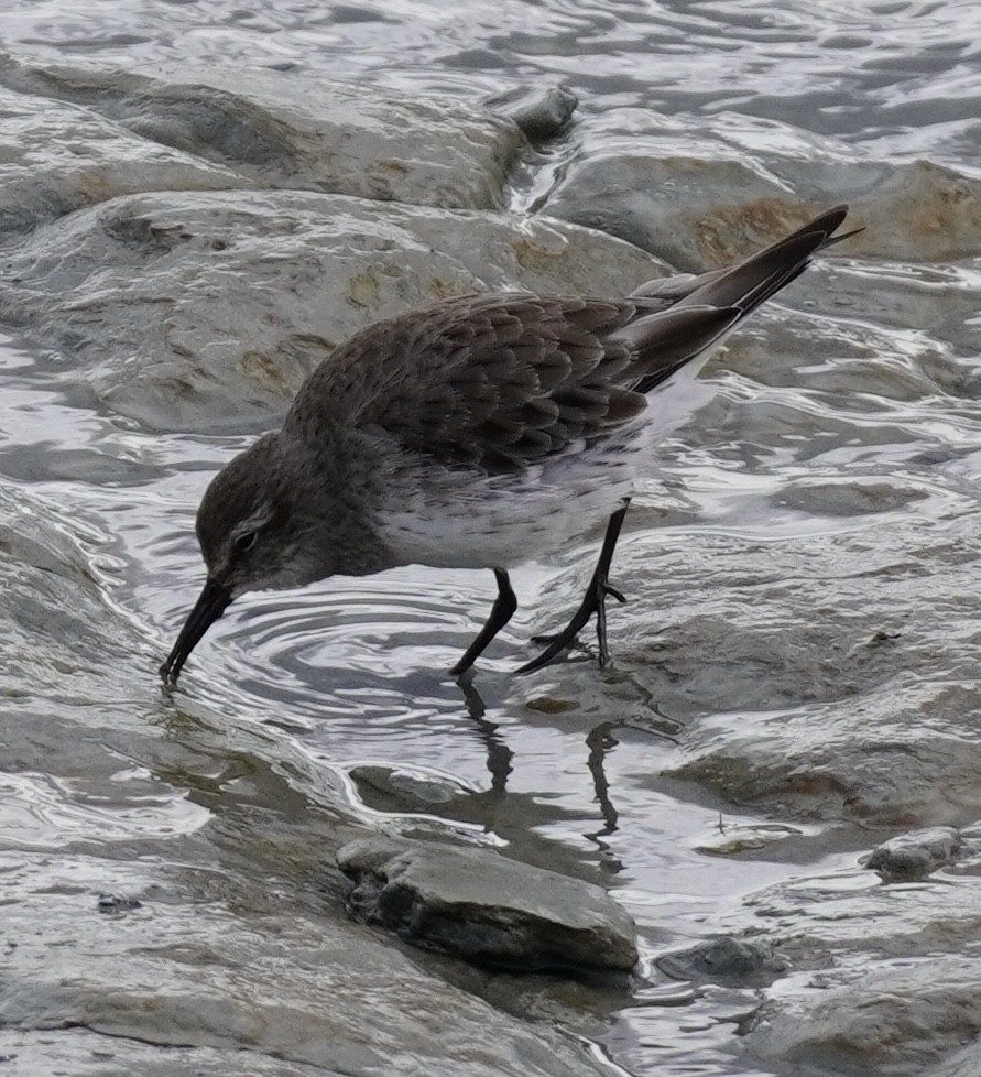 White-rumped Sandpiper - Brian Rapoza