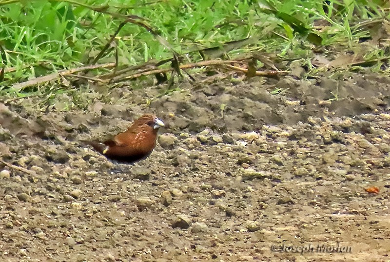 Streak-headed Munia - ML613863220