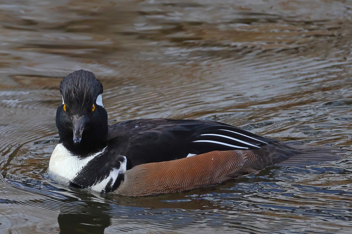 Hooded Merganser - ML613863221