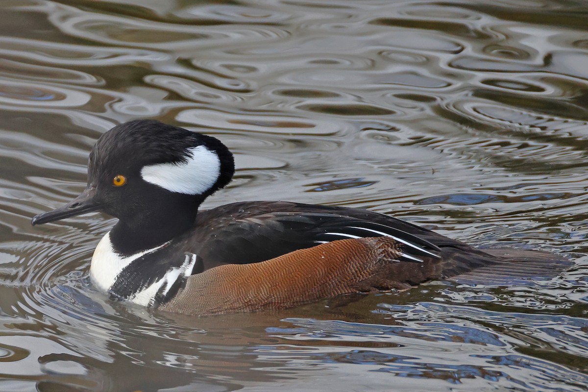 Крех жовтоокий - ML613863222