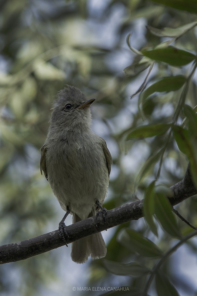 Southern Beardless-Tyrannulet - ML613863223