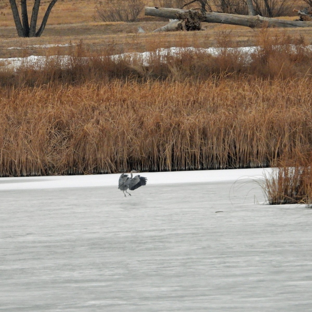 Great Blue Heron - Jack Robinson