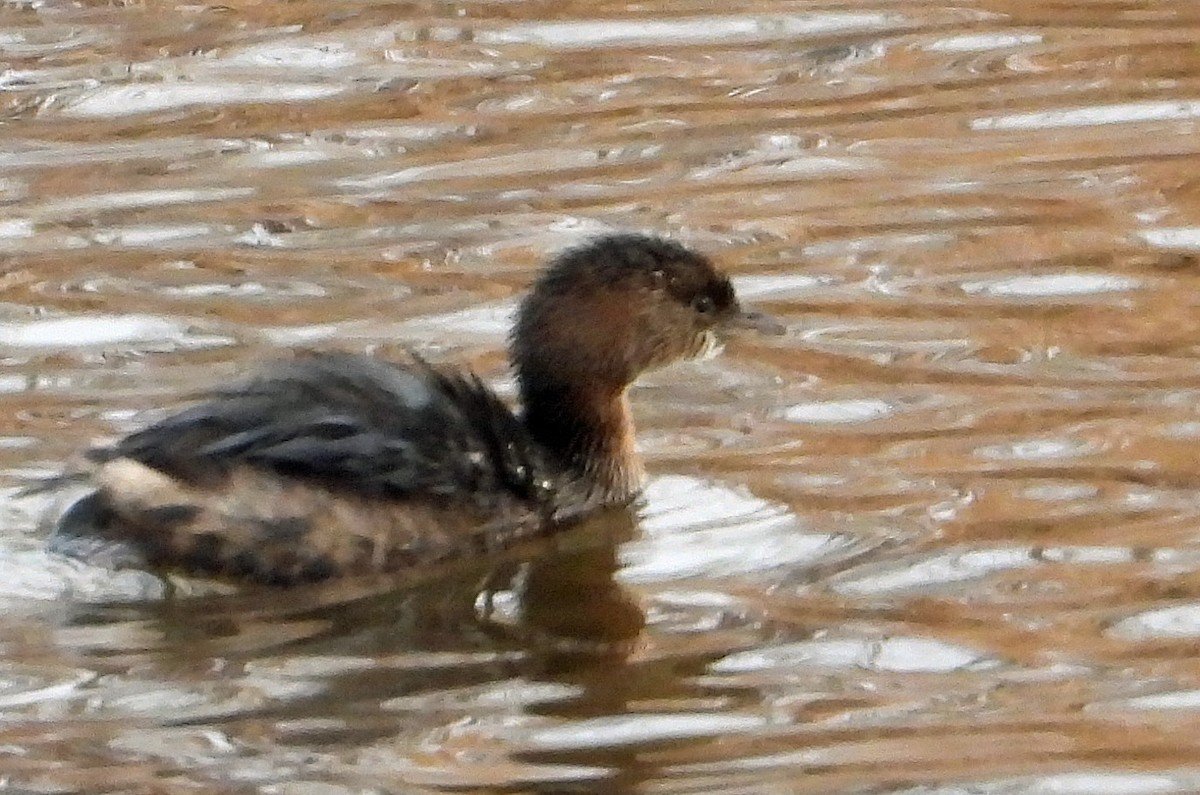 Pied-billed Grebe - ML613863249