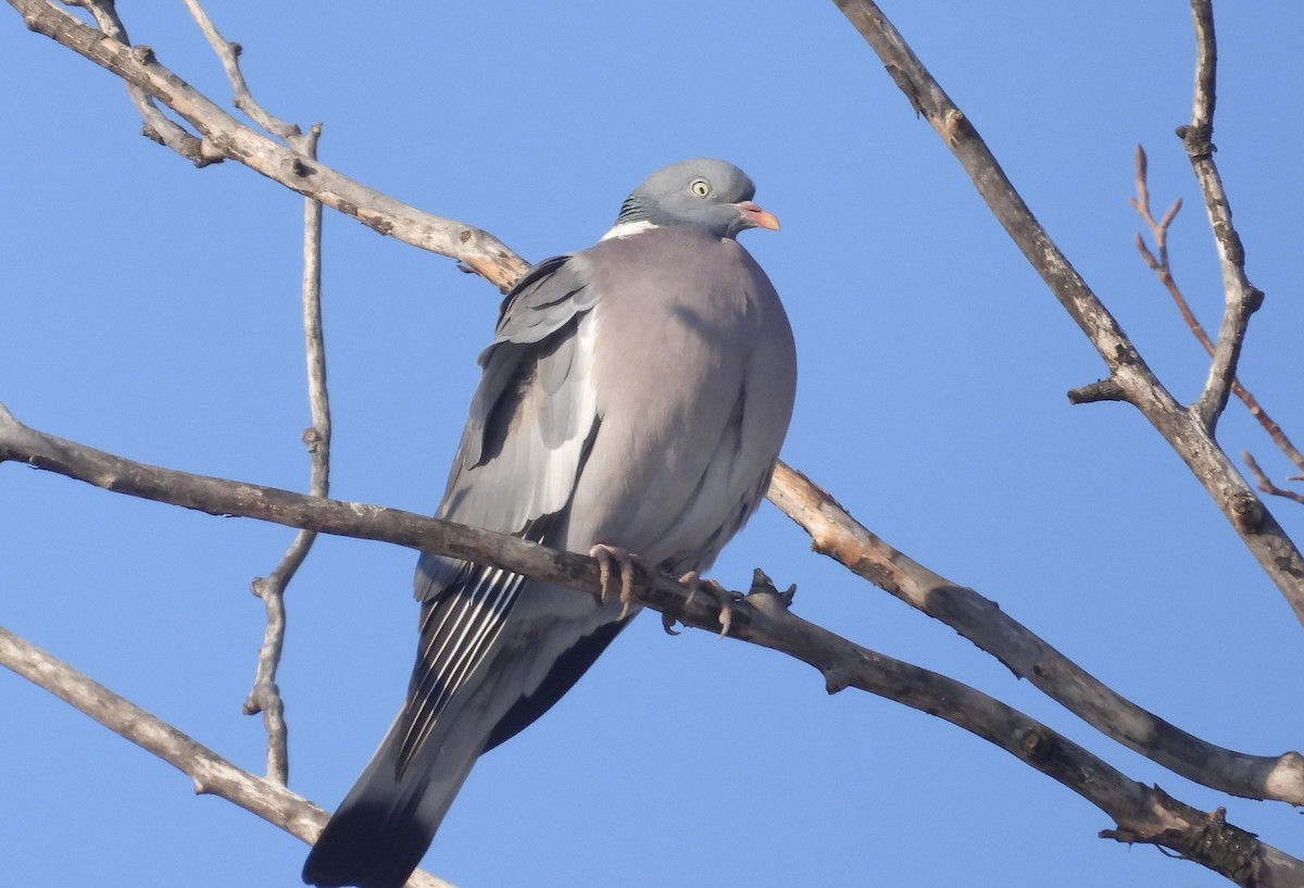Common Wood-Pigeon - Victor Botnaru