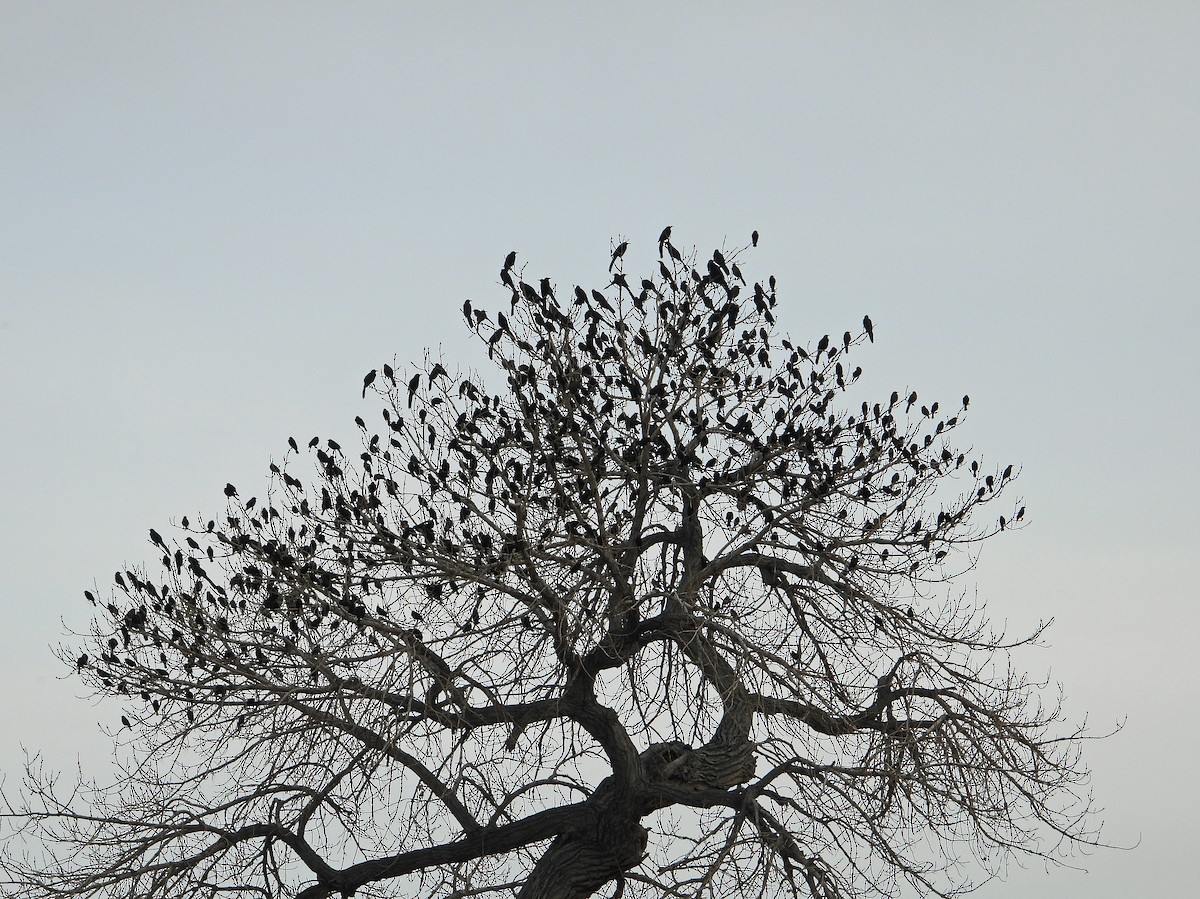 Red-winged Blackbird - ML613863275