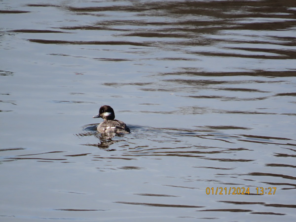 Bufflehead - ML613863289