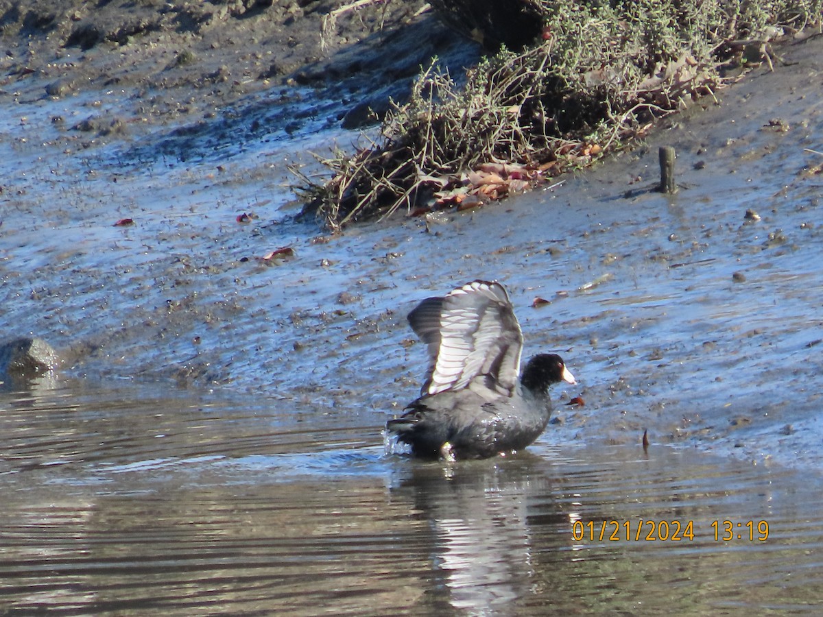 American Coot - Zehava Purim-Adimor